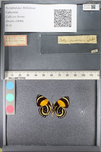 Media type: image;   Entomology 148855